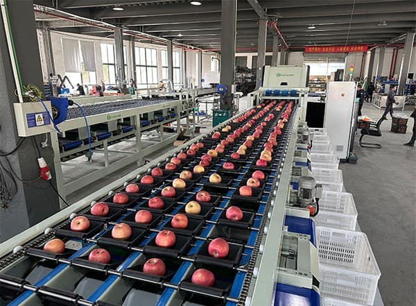 images/1698910403943apple sorting machine.jpg